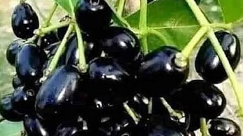 Jamun Market Update