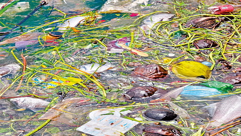 A pile of dead fish in Rankala