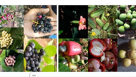 Wild Fruits Damage in Konkan