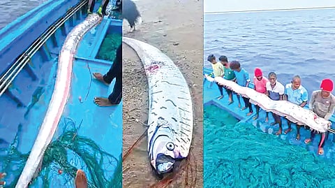 rare-oarfish-spotted-in-tamil-nadu-and-tasmania-coast