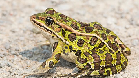 killing-frogs-can-lead-to-4-years-imprisonment