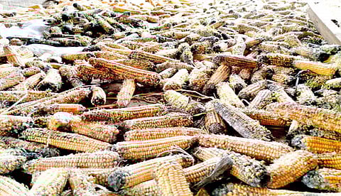 Farmers confused about sowing in the first week of June