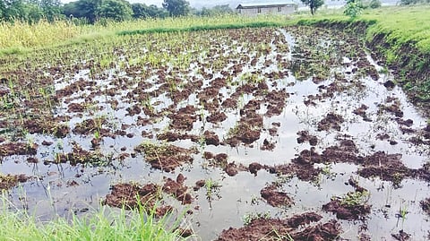 Satara Rain News |