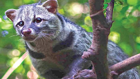 father-gives-100-cats-as-dowry-to-daughter