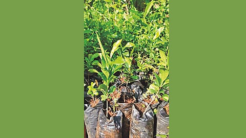 Rare Saptarangi conservation