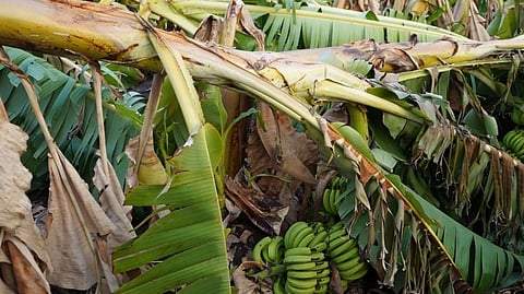 Storm Impact on Farmers