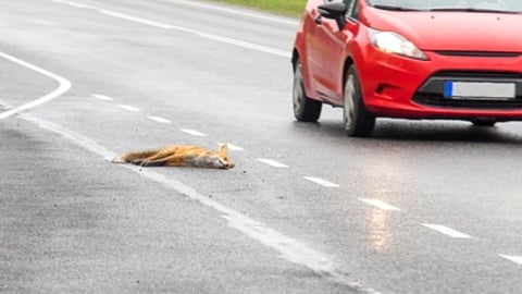 Wildlife Accident Palghar News