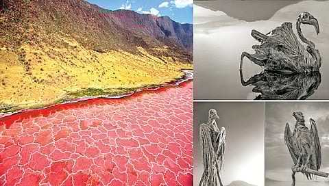 lake-that-turns-birds-into-stone-on-touch