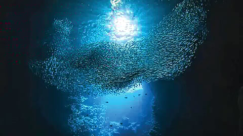 ocean-acidity-levels-reach-dangerous-threshold