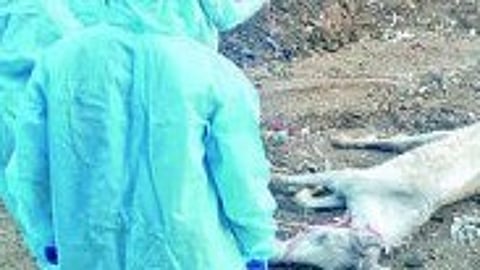 Dangerous glanders infection