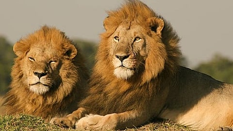 Siddhartha Udyan News