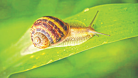 snail-sleeps-for-three-years-without-eating-and-survives