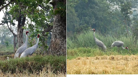 Bhandara Bird Census