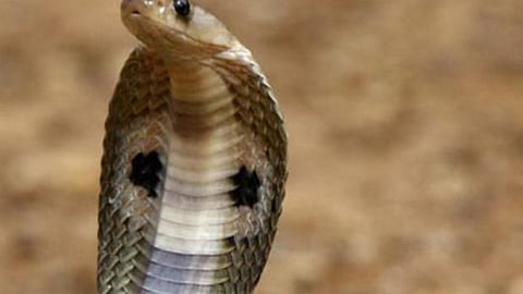 Indian Snake |भारतात आढळणारे प्रमुख अतिविषारी - निमविषारी साप