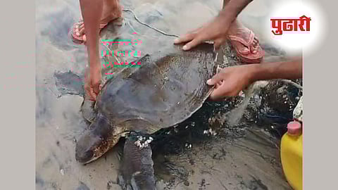 जाळ्यात अडकलेल्या दुर्मिळ लॉगरहेड समुद्री कासवाची मच्छिमारांनी केली सुटका