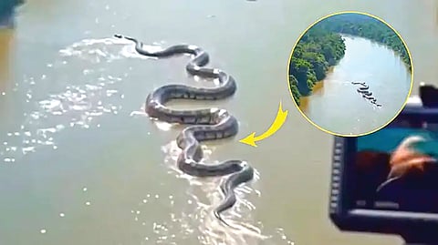 giant-anaconda-hiding-inside-amazon