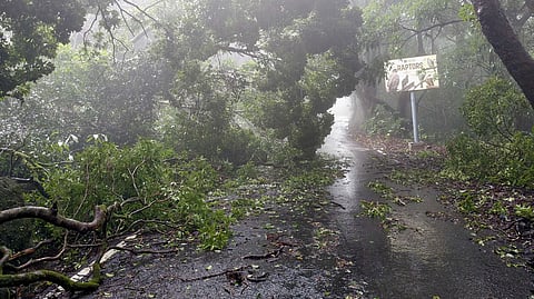tree fall Vishalgad Amba Road