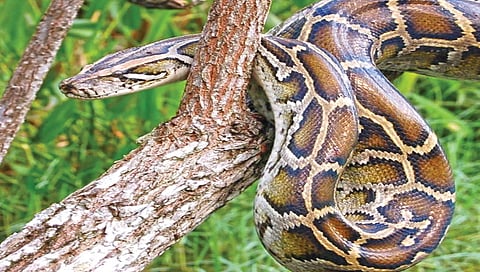 giant-pythons-capable-of-attacking-humans