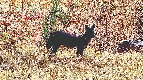 black wild dog