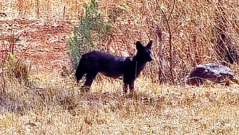 rare-black-wild-dog-spotted-in-sahyadri-tiger-reserve