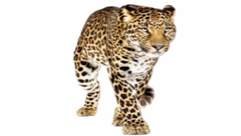 Leopard terror in Chafal Valley