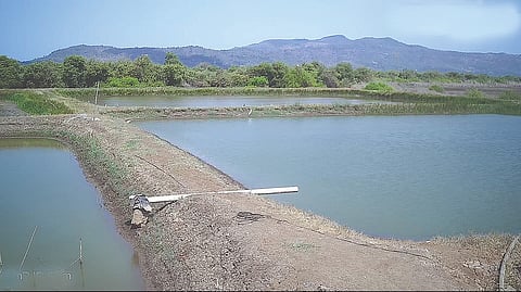 Saline land fish farming