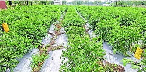 Jalna Agriculture News