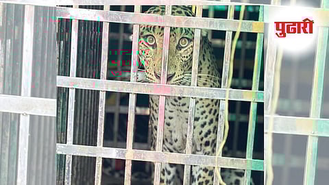 भंडारा येथे पाईपमध्ये अडकलेला बिबट्या जेरबंद