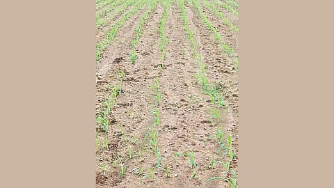 Good rainfall boosts agriculture