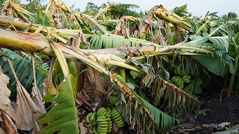 Storm Impact on Farmers
