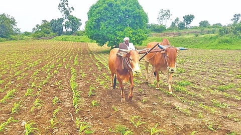 Kharif Sowing Maharashtra