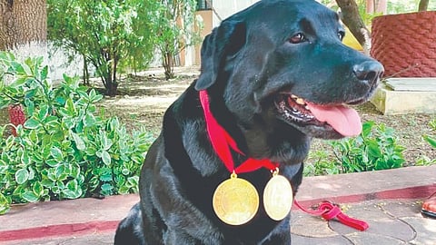 Ashadhi Wari Security |