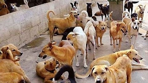 Kej Stray Dogs Attack
