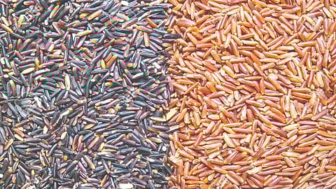 Red-black rice