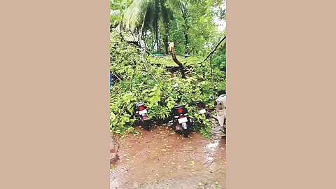 Kanakavali Tree Fall