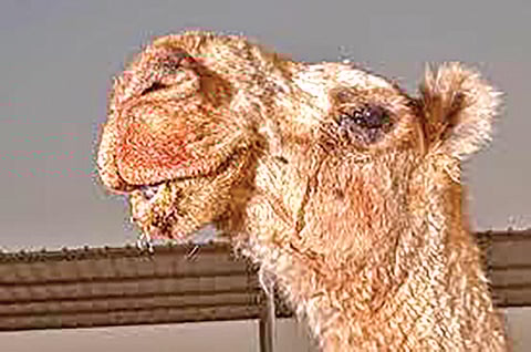 A single tear of a camel has the ability to neutralize snake venom