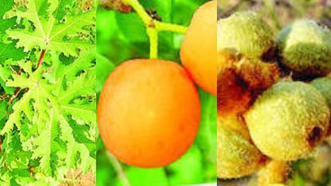 Chhatrapati Sambhajinagar News