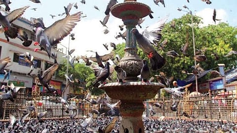 Grain sacks again in Dadar's pigeon house