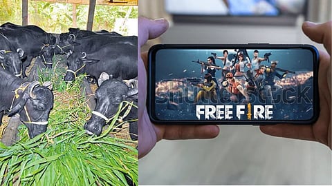 kolhapur news money saved to buy a buffalo s was wasted on a mobile game a young boy s mistake cost him dearly