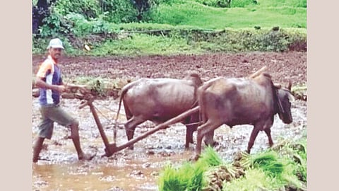 Sindhudurg Agriculture News