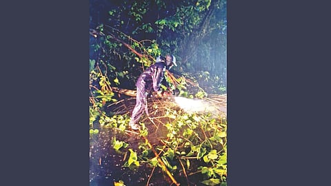 Tree Fallen Incident