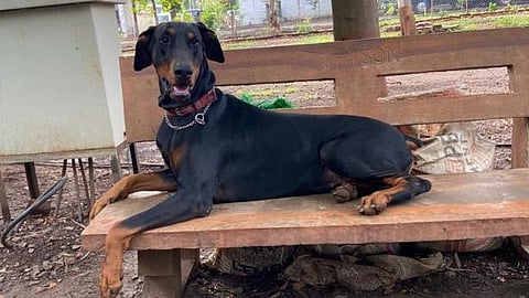 Sangli police dog Cooper heart attack