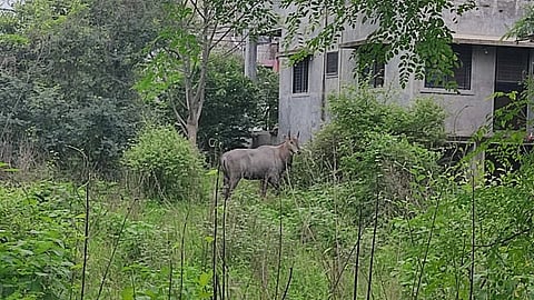 Nilgai in Jalgaon City : नीलगाय भर वस्तीमध्ये; वनविभागाचे दुर्लक्ष?