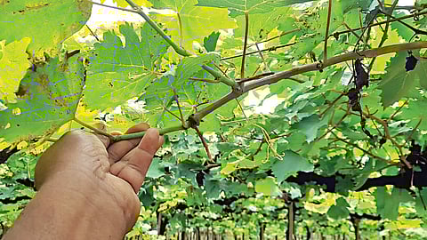 खेडगाव (नाशिक)