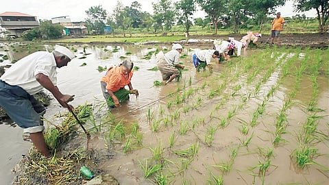 Rice Farming