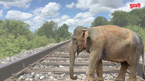 Elephant birth railway track
