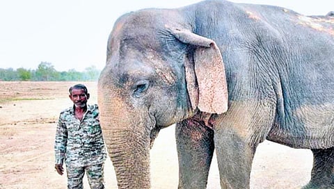 Vatsala Elephant Death