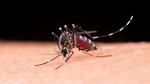 Dengue death Kalyan