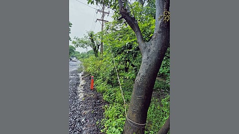 Tree pain due to nails