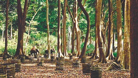 sacred-groves-forest-heritage-on-verge-of-extinction